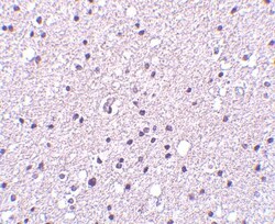 Neurotrypsin Antibody - BSA Free, Novus Biologicals 0.1mg; Unlabeled:Antibodies,