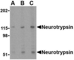 Neurotrypsin Antibody - BSA Free, Novus Biologicals 0.1mg; Unlabeled:Antibodies,