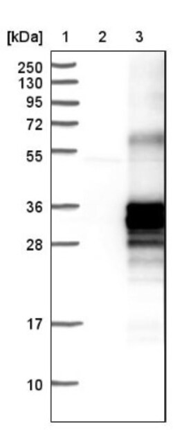 NFAM1 Antibody, Novus Biologicals 25 &mu;L; Unlabeled:Antibodies, Polyclonal