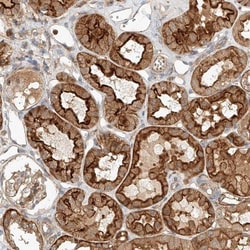 NFAM1 Antibody, Novus Biologicals 25 &mu;L; Unlabeled:Antibodies, Polyclonal