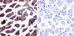 NFAT5 Antibody, Novus Biologicals 0.05mg; Unlabeled:Antibodies, Polyclonal