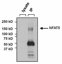 NFAT5 Antibody, Novus Biologicals 0.05mg; Unlabeled:Antibodies, Polyclonal