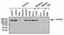 NFAT5 Antibody, Novus Biologicals 0.05mg; Unlabeled:Antibodies, Polyclonal