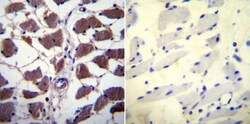 NFATC1/NFAT2 Antibody (7A6), Novus Biologicals 0.1mL; Unlabeled:Antibodies,