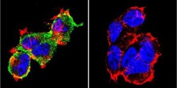 NFATC1/NFAT2 Antibody (7A6), Novus Biologicals 0.1mL; Unlabeled:Antibodies,