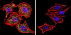 NFATC1/NFAT2 Antibody (7A6), Novus Biologicals 0.1mL; Unlabeled:Antibodies,
