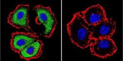 NFATC1/NFAT2 Antibody (7A6), Novus Biologicals 0.1mL; Unlabeled:Antibodies,