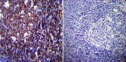 NFATC1/NFAT2 Antibody (7A6), Novus Biologicals 0.1mL; Unlabeled:Antibodies,