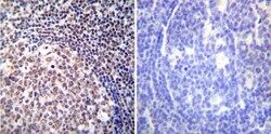 NFATC2/NFAT1 Antibody (25A10.D6.D2) - BSA Free, Novus Biologicals 0.025