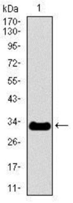 NF-H Antibody (8H10) - BSA Free, Novus Biologicals 0.1mL; Unlabeled:Antibodies,