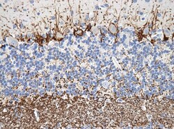 NF-H Antibody (NF-01) - BSA Free, Novus Biologicals 0.1mg; Unlabeled:Antibodies,