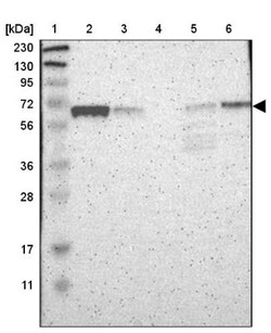 NFIA Antibody, Novus Biologicals:Antibodies:Primary Antibodies