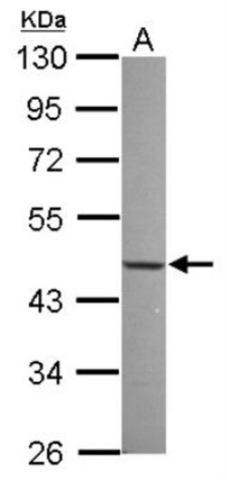 NFIX Antibody, Novus Biologicals 0.1 mL | Buy Online | Novus Biologicals | Fisher Scientific