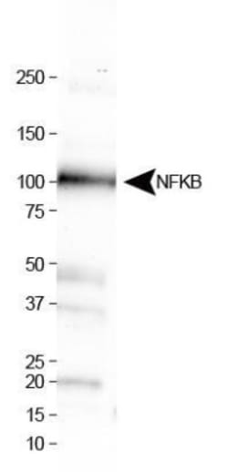 NFkB1/NFkB p105 Antibody - BSA Free, Novus Biologicals 0.1mL; Unlabeled:Antibodies,