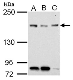 NFKBIL2 Antibody, Novus Biologicals 0.1mL; Unlabeled:Antibodies, Polyclonal