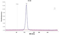 NFkB2/NFkB p100 Antibody, Novus Biologicals 0.1mL; Unlabeled:Antibodies,