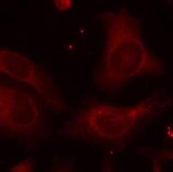 NFkB p105/p50, p Ser927 Antibody, Novus Biologicals:Antibodies:Primary