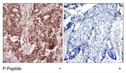 NFkB p105/p50, p Ser927 Antibody, Novus Biologicals:Antibodies:Primary
