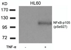 NFkB p105/p50, p Ser927 Antibody, Novus Biologicals:Antibodies:Primary