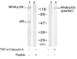 NFkB p105/p50, p Ser927 Antibody, Novus Biologicals:Antibodies:Primary