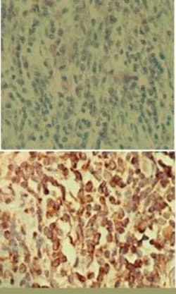 NFkB p105/p50 Antibody (2J10D7) - BSA Free, Novus Biologicals:Antibodies:Primary
