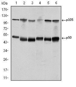 NFkB p105/p50 Antibody (5D10D11), Novus Biologicals 0.025 mL, Unconjugated:Anticuerpos