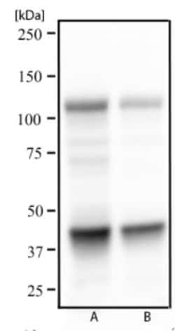 NFkB p105/p50 Antibody (5D10D11), Novus Biologicals 0.025 mL, Unconjugated:Anticuerpos
