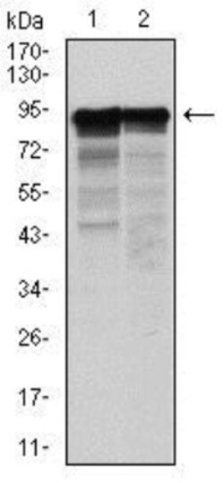 NF-L Antibody (2G10) - BSA Free, Novus Biologicals 0.1mL; Unlabeled:Antibodies,