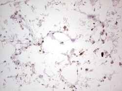 NF-M Antibody (OTI2G3), Novus Biologicals 0.1mL; Unlabeled:Antibodies,
