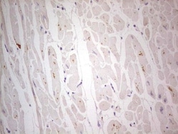 NF-M Antibody (OTI2G3), Novus Biologicals 0.1mL; Unlabeled:Antibodies,