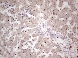 NF-M Antibody (OTI2G3), Novus Biologicals 0.1mL; Unlabeled:Antibodies,