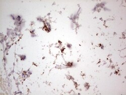 NF-M Antibody (OTI2G3), Novus Biologicals 0.1mL; Unlabeled:Antibodies,