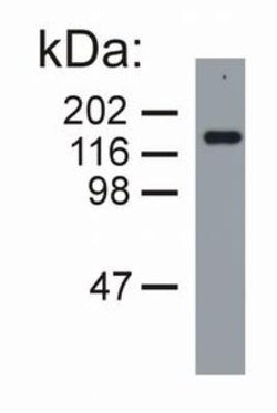 NF-M Antibody (NF-09) - BSA Free 0.1mg; Unlabeled:Antibodies, Monoclonal