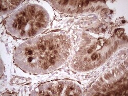 NFS1 Antibody (OTI2H5), Novus Biologicals 0.1mL; Unlabeled:Antibodies,