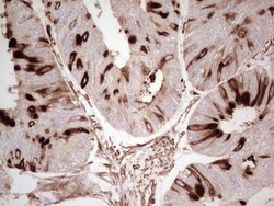 NFS1 Antibody (OTI2H5), Novus Biologicals 0.1mL; Unlabeled:Antibodies,