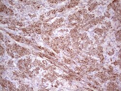 NFS1 Antibody (OTI2H5), Novus Biologicals 0.1mL; Unlabeled:Antibodies,