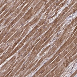 NFS1 Antibody, Novus Biologicals 0.1mL; Unlabeled:Antibodies, Polyclonal