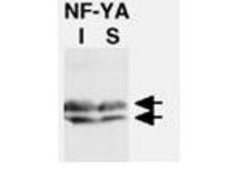 NFYA Antibody, Novus Biologicals 0.05mL; Unlabeled:Antibodies, Polyclonal