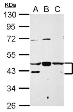 NFYA Antibody, Novus Biologicals 0.1mL; Unlabeled:Antibodies, Polyclonal