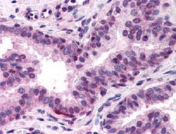 NFYA Antibody, Novus Biologicals 0.05mL; Unlabeled:Antibodies, Polyclonal