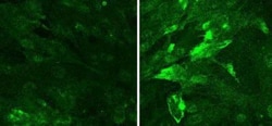 NG2/MCSP Antibody, Novus Biologicals 0.1mL; Unlabeled:Antibodies, Polyclonal