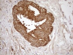 NGDN Antibody (OTI1H4), Novus Biologicals 0.1mL; Unlabeled:Antibodies,