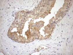 NGDN Antibody (OTI1H4), Novus Biologicals 0.1mL; Unlabeled:Antibodies,