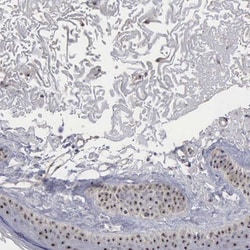 NGDN Antibody, Novus Biologicals 25 &mu;L; Unlabeled:Antibodies, Polyclonal