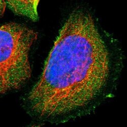 NGEF Antibody, Novus Biologicals:Antibodies:Primary Antibodies