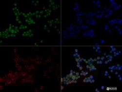 NGFI-B alpha/Nur77/NR4A1 Antibody, Novus Biologicals 0.025mg; Unlabeled:Antibodies,