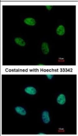NGFI-B alpha/Nur77/NR4A1 Antibody, Novus Biologicals 0.1 mL | Buy Online | Novus Biologicals | Fisher Scientific