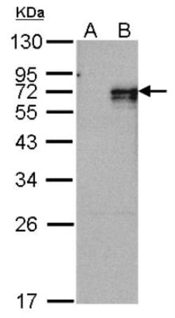 NGFI-B alpha/Nur77/NR4A1 Antibody, Novus Biologicals 0.1 mL | Buy Online | Novus Biologicals | Fisher Scientific