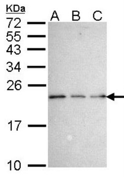 NGFRAP1/BEX3/NADE Antibody, Novus Biologicals 0.1mL; Unlabeled:Antibodies,