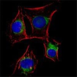 NGFR/TNFRSF16/p75NTR Antibody (2F1C2) - BSA Free, Novus Biologicals 0.1mL;
